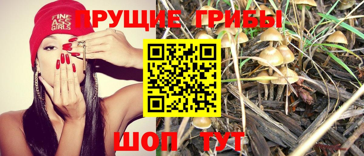 хочу   Соль-Илецк  Псилоцибиновые грибы мухоморы 